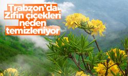 Trabzon'da 'Zifin Çiçekleri' neden temizleniyor?