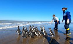 Arjantin’de iyileştirilen 14 penguen okyanusa bırakıldı