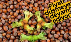 Giresun’da kabuklu tombul fındığın fiyatı düşmeye devam ediyor