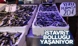 İstavrit bolluğu yaşanıyor