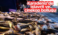 Karadeniz’de istavrit ve çinekop bolluğu - 26.09.2021 balık fiyatları
