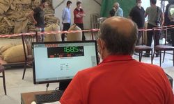 TMO Giresun’da fındık alımlarına başladı