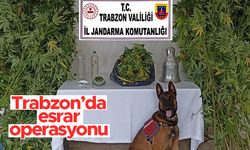 Trabzon'da esrar operasyonu - Balkonlarında yetiştirdiler...