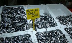 Karadeniz'de fırtına dindi, hamsi ucuzladı