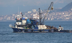 Karadeniz'de boy sınırı altında hamsi avı tehlikesi