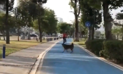 İzmir'de Tunç Soyer'i başıboş köpeklerin kovaladığı video gündem oldu