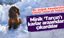 Ordu'da yol açma çalışmasında iş makinesiyle alınan 'Tarçın' karlar arasından çıktı