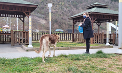 Trabzon'da sokak köpeklerini kayıt altına alan zabıtalara sopalı engel kamerada