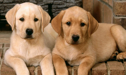 Uzmanlar uyarıyor: Köpekle göz göze gelmeyin