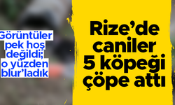 Rize'de çöpte 5 ölü köpek bulundu