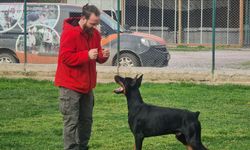 Köpek eğitmeni uyardı: Kesinlikle göz teması kurmayın