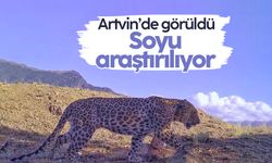 Artvin’de görülen Anadolu parsının ailesi araştırılıyor