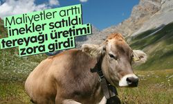 Artan maliyetler nedeniyle inekler satılınca tereyağı üretimi zora girdi