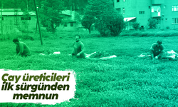 Çayın birinci sürgününden çay üreticileri memnun