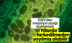 DSÖ: Maymun çiçeği, yıllardır fark edilmeden yayılmış olabilir