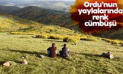 Ordu'nun yaylalarında renk cümbüşü
