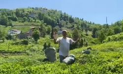 Rizeli çay üreticisinden Selçuk Bayraktar'a ilginç çağrı