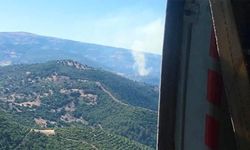 Manisa'da orman yangını
