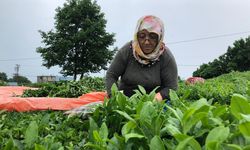 ÇAYKUR 2022 yaş çay sezonunu kapattı