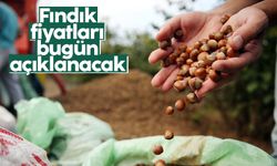 Cumhurbaşkanı Erdoğan, fındık fiyatlarını Ordu'da açıklayacak