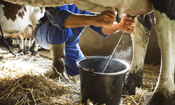Toplanan inek sütü miktarı yüzde 1,6 azaldı