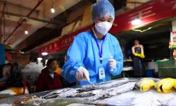 Çin'de balıklara korona testi yapılacak