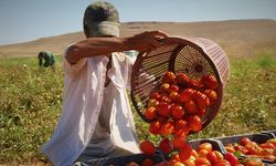 Domates tarlada 2 buçuk, markette 13 liraya satılıyor