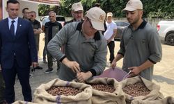 Serbest piyasada 46 lira olan fındığı randıman farkı ile TMO’ya 57.75 liradan sattı