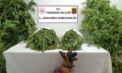 Trabzon’da uyuşturucu operasyonu: 1 kişi tutuklandı