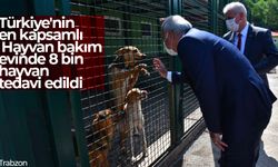 Trabzon Büyükşehir Belediyesi sahipsiz canlara özel ilgi gösteriyor