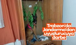 Trabzon'da Jandarma'dan uyuşturucuya darbe
