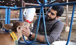 Üniversiteden mezun olup döndüğü köyünde süt çiftliği kurdu