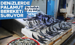 Palamut bereketi sürüyor