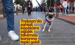 Trabzon'da sahipli köpeklere ağızlık takılması kararına tepki
