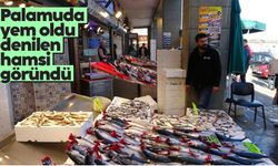 Karadeniz'de hamsi yüzünü gösterdi