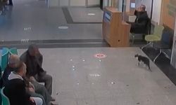 Bitlis'te kedi, kırık için devlet hastanesine gitti