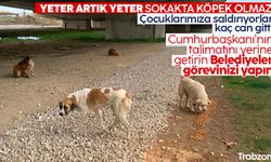 Trabzon'da başıboş köpek tedirginliği