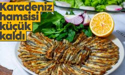 Karadeniz hamsisi küçük kaldı