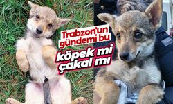 Trabzon'da sokak hayvanı için 'köpek-çakal' tartışmasında DNA talebi