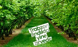 Trabzon yine zirvede! Fındık ihracatında ilk 20 firma açıklandı