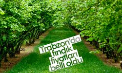 Trabzon'da fındık fiyatları belli oldu