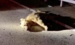 Gümüşhane-Bayburt yolunda otomobilin çarptığı ayı telef oldu