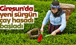 Giresun'da yeni sürgün çay hasadı başladı