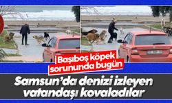 Samsun'da sokak köpekleri sahili mesken tuttu: Denizi izleyen vatandaşı kovaladılar