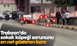 Trabzon'da sokak köpeği sorununu en net gösteren kare