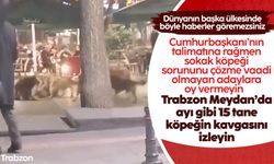 Trabzon sokakları başıboş köpeklere kaldı: Vatandaşlar endişeli...