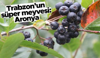 Trabzon'un süper meyvesi: Aronya