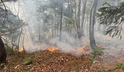 Trabzon'un Yomra ilçesinde ormanlık alanda örtü yangını