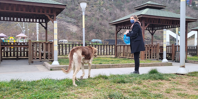 Trabzon'da sokak köpeklerini kayıt altına alan zabıtalara sopalı engel kamerada