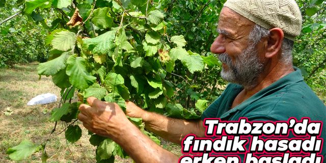 Trabzon’da erken fındık hasadı